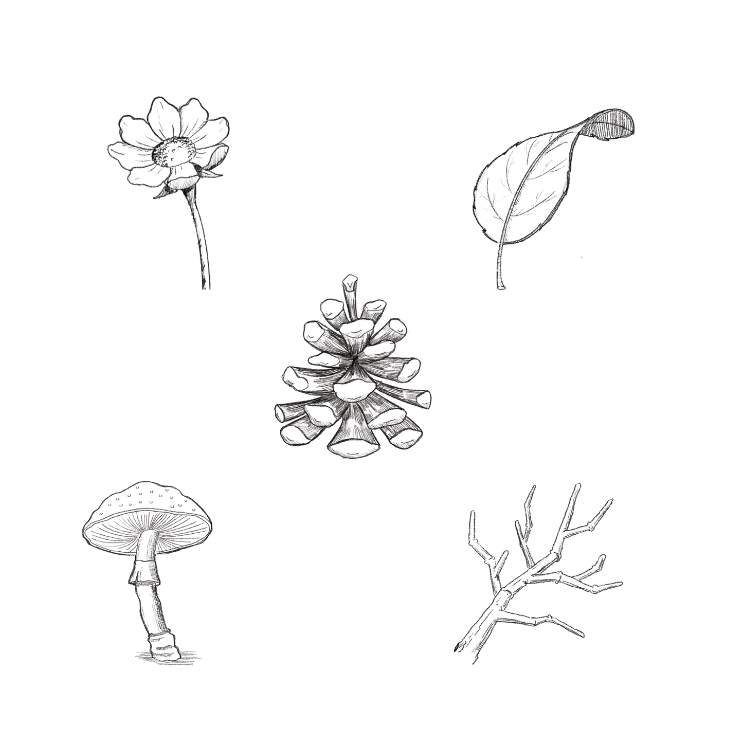 Drawing Guide Bundle - Nature Essentials (Digital Download)